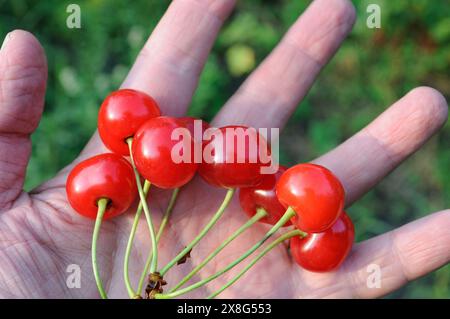 Nahaufnahme reifer Kirschen an der menschlichen Hand nach der Ernte Stockfoto