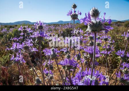 Diese Wildblumen-Superblüte entstand im Frühjahr 2024 in der Nähe von COSO Junction im Inyo County, CA. Stockfoto