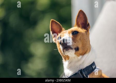 Nahaufnahme eines hellbraunen und weißen Basenji-Hundes, der sich ablegte und neugierig in eine andere Richtung schaute. Sonnenschein - norwegischer Sommer. Stockfoto