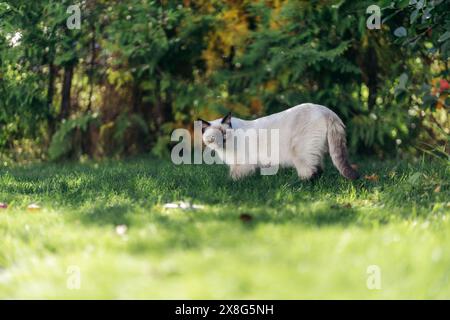 Siamkatze im grünen Garten mit Gras und Büschen im Sommer auf der Suche. Norwegischer Sommer. Stockfoto