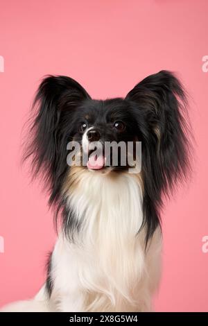 papillion auf rosa Hintergrund Stockfoto