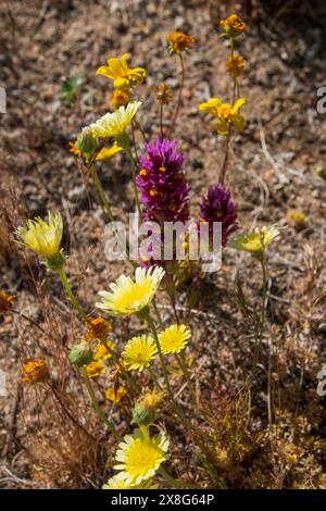 Diese Wildblumen-Superblüte entstand im Frühjahr 2024 in der Nähe von COSO Junction im Inyo County, CA. Stockfoto