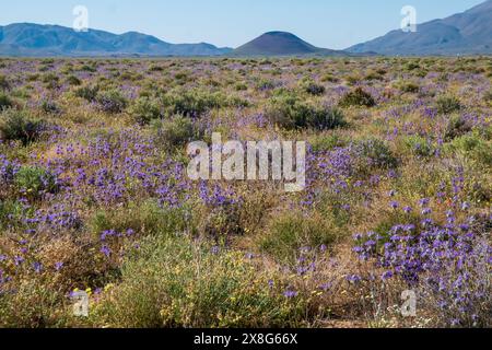 Diese Wildblumen-Superblüte entstand im Frühjahr 2024 in der Nähe von COSO Junction im Inyo County, CA. Stockfoto