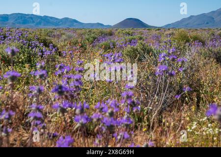 Diese Wildblumen-Superblüte entstand im Frühjahr 2024 in der Nähe von COSO Junction im Inyo County, CA. Stockfoto