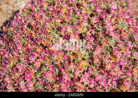 Diese Wildblumen-Superblüte entstand im Frühjahr 2024 in der Nähe von COSO Junction im Inyo County, CA. Stockfoto