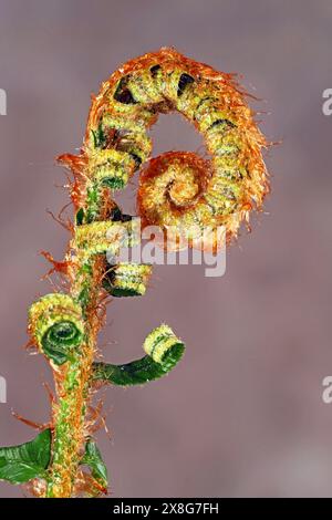 Detail des fiddlehead eines Brackenfarns, Pteridium aquilinum, ein neu gekeimter Vogel des Farns, der wild im Willamette National Forest wächst Stockfoto