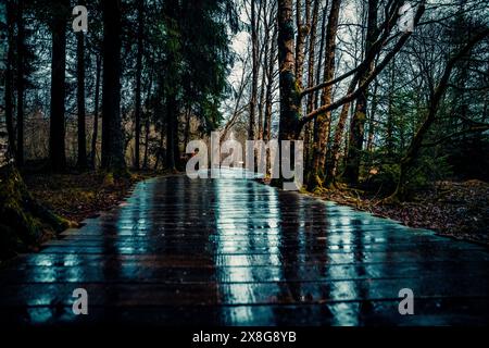 Moor, Moorweg, Weg, Boardwalk, Black Moor, nass, Regen, Moor Stockfoto