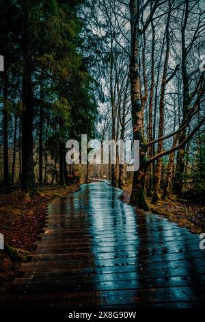 Moor, Moorweg, Weg, Boardwalk, Black Moor, nass, Regen, Moor Stockfoto