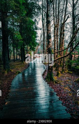 Moor, Moorweg, Weg, Boardwalk, Black Moor, nass, Regen, Moor Stockfoto