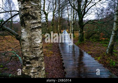 Moor, Moorweg, Weg, Boardwalk, Black Moor, nass, Regen, Moor Stockfoto