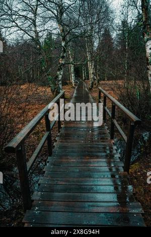 Moor, Moorweg, Weg, Boardwalk, Black Moor, nass, Regen, Moor Stockfoto