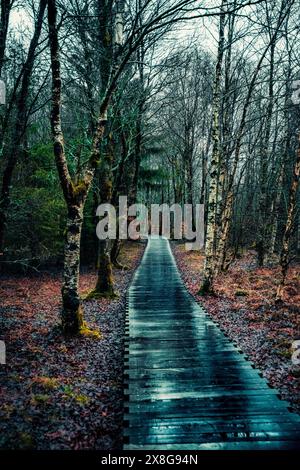 Moor, Moorweg, Weg, Boardwalk, Black Moor, nass, Regen, Moor Stockfoto