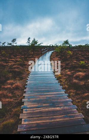 Moor, Moorweg, Weg, Boardwalk, Black Moor, nass, Regen, Moor Stockfoto