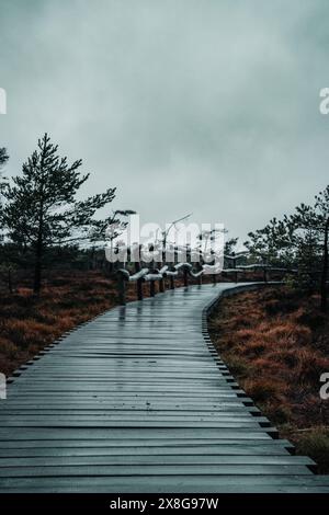 Moor, Moorweg, Weg, Boardwalk, Black Moor, nass, Regen, Moor Stockfoto