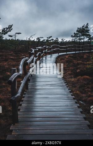 Moor, Moorweg, Weg, Boardwalk, Black Moor, nass, Regen, Moor Stockfoto