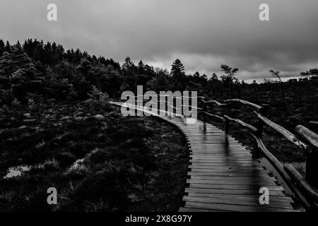 Moor, Moorweg, Weg, Boardwalk, Black Moor, nass, Regen, Moor Stockfoto