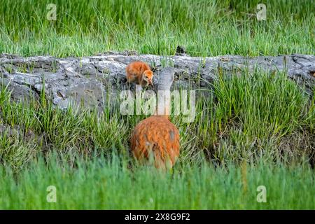 Eine Familie der Kleinsandhill Crane sucht in den Feuchtgebieten von Beluga Slough an der Kachemak Bay in Homer, Alaska. Stockfoto