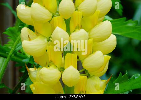 Nahaufnahme von gelben und weißen Lupinenblüten Stockfoto