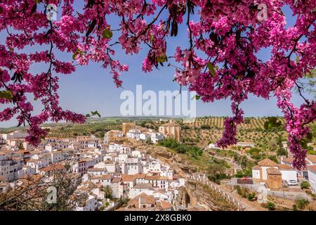 Blick auf die Skyline durch blühende Aprikosenbäume mit den einzigartigen Pueblos blanco von Setenil de las Bodegas, Spanien. Die Bewohner des kleinen Dorfes Setenil leben seit dem neolithikum in Höhlenhäusern. Stockfoto