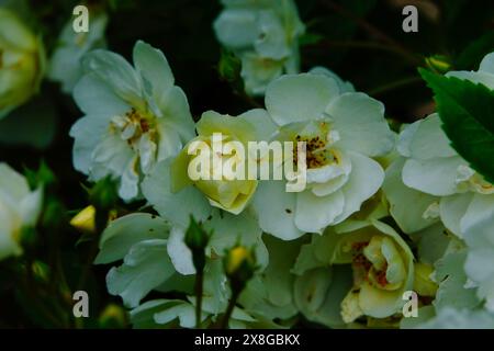 Weiße und cremefarbene Rosen von Rambling Rector mit offenen Blüten und Knospen Stockfoto