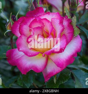 „Rainbow Sorbet“ Floribunda Rose in Bloom. San Jose Municipal Rose Garden in San Jose, Kalifornien. Stockfoto