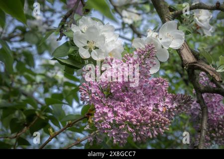 Wunderschöne rosa Flieder- und weiße Apfelblüten blühen im Frühling. Stockfoto