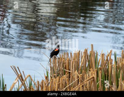 Ein leuchtender männlicher Rotflügelbarren (Agelaius phoeniceus), der auf einem verwitterten Stock thront und seinen charakteristischen roten Schulteraufnäher zeigt. Stockfoto