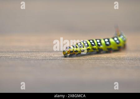 Schwarze und gelbe raupe auf hölzernem Hintergrund. Spurge Hawk, Hyles Euphorbiae. Stockfoto