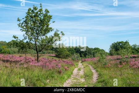 Landschaft mit Heidekraut und Wanderweg im Nationalpark in Belgien. Stockfoto