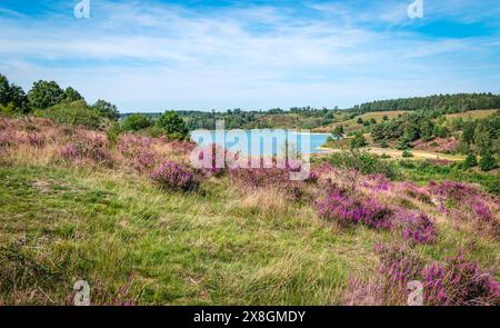 Heather Landscape im Nationalpark, Belgien. Stockfoto