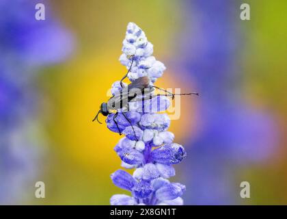 Eine große schwarze Wasp, die ihre langen Hinterbeine ausstreckt, während sie auf einer violetten Salviblüte ruht. Nahansicht innerhalb eines Gartens. Stockfoto