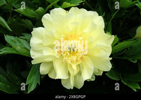 Hellgelbe Doppelpfingstrose paeonia „Bartzella“ in Blüte Stockfoto