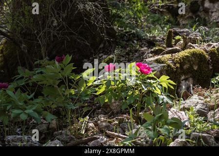 Blühende Pfingstrose (Paeonia mascula) in Turkiye Stockfoto