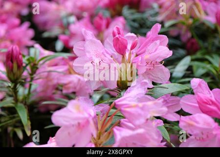 Rosafarbene Rhododendron-Azaleen „Hampshire Belle“ in Blüte. Stockfoto