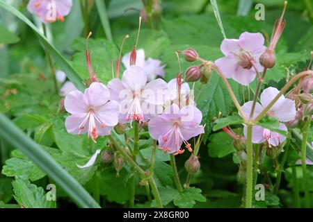 Täglich blassrosa Geranium macrorrhizum „Ingwersen's Varieté“, auch bekannt als Bigroot Geranium, bulgarische Geranie und Steinkran's Bill in Blume. Stockfoto