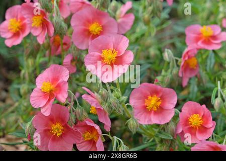 Rosa Heliantheme Sonnenrose oder Felsenrose „Wisley Pink“ in Blüte Stockfoto
