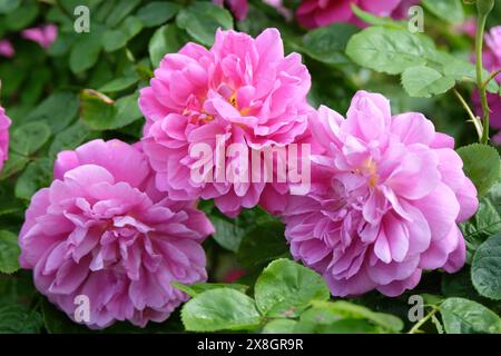 Rosa Strauchrose Rosa „Prinzessin Anne“ in Blüte. Stockfoto