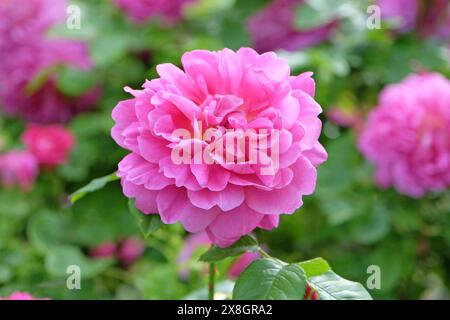 Rosa Strauchrose Rosa „Prinzessin Anne“ in Blüte. Stockfoto