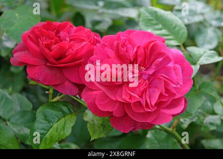 Dunkelrosa Strauchrose Rosa „Darcey Bussell“ in Blüte. Stockfoto