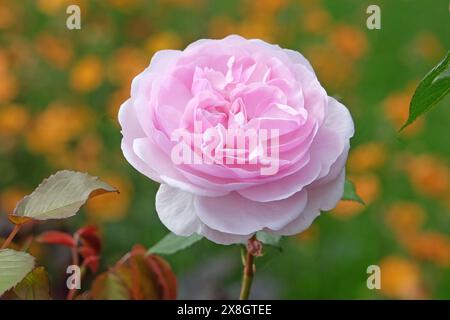 Blassrosa englische Strauchrose Rosa „Olivia Rose Austin“ in Blüte. Stockfoto