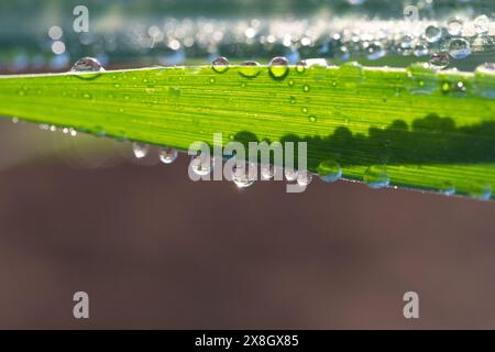 Wassertropfen auf grünem Grasblatt im morgendlichen Tau Natur Hintergrund Stockfoto