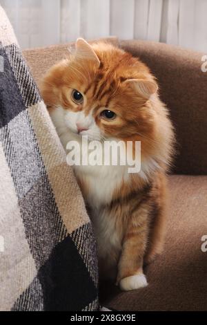 Eine Ingwerkatze sitzt auf dem Sofa und schaut hinter einem Sofakissen, das mit einer karierten Wolldecke bedeckt ist Stockfoto