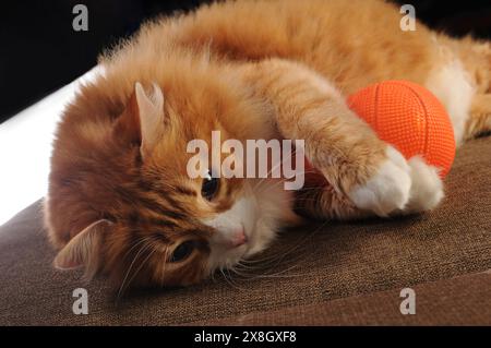 Eine Ingwerkatze liegt auf dem Sofa und hält mit ihren Pfoten einen Ball Stockfoto