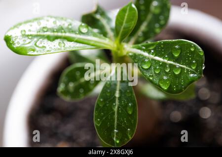 Wüstenrose in einem Topf mit Wassertropfen, Nahaufnahme Stockfoto