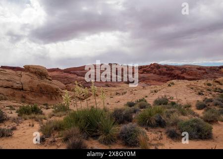 Der Valley of Fire State Park ist voller faszinierender Geologie wie Elephant Rock und dem Slot Canyon auf dem White Domes Trail. Stockfoto
