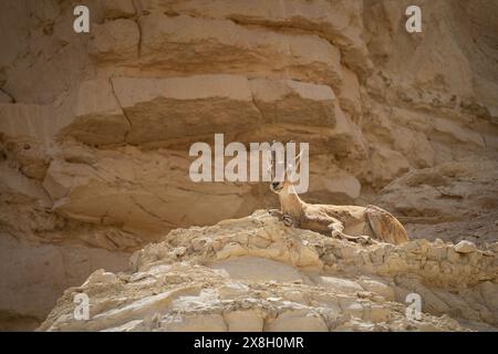 Ein weiblicher nubischer Steinbock, der auf einem hohen felsigen Aussichtspunkt liegt, an einem sonnigen Tag in der Wüste Negev, Israel. Stockfoto