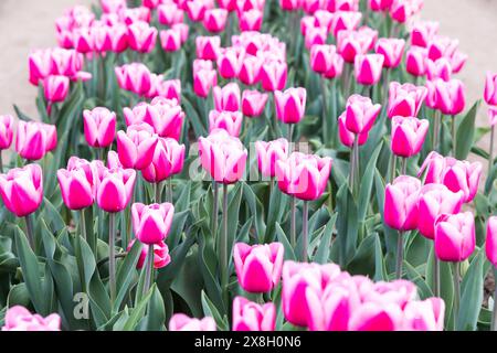 Blühendes Tulpenfeld in Holland, Frühling - wunderschöner mehrfarbiger Hintergrund, Sonnenlicht Stockfoto