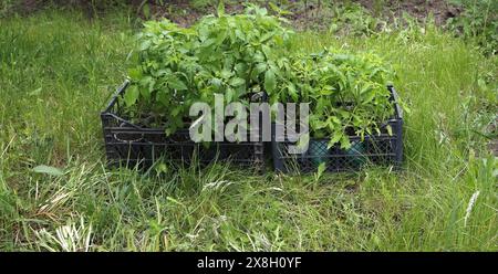 Grüne Sprossen von Tomatensämlingen in Kisten auf dem Gras Stockfoto