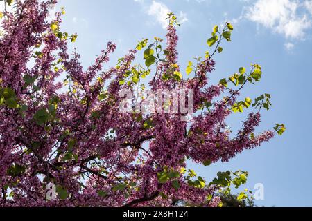 Judas-Baum in Blüte mit violetten Blüten, Athen, Griechenland, Europa. Stockfoto