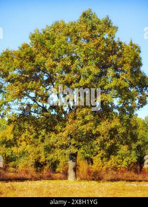 Ein einsamer Baum mit dickem Stamm, dichtem Grün und gelbem Laub, auf einem sonnendurchfluteten Feld, Herbststimmung. Großer Baum, robuster Stamm, grün-gelbe Blätter, blau Stockfoto